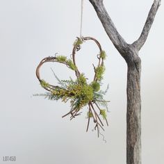 a heart - shaped plant hanging from a tree branch in the air with moss growing on it