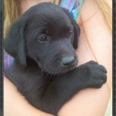 a small black puppy is being held by a woman's arm and has it's paw on her chest