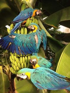 three blue and yellow parrots sitting on bananas in a tree with green leaves behind them