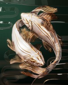 two gold and white fish are swimming in the water, with their tails curled up