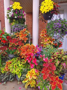 many different types of flowers are in pots on the ground next to each other near a brick building