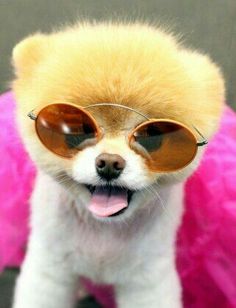 a small dog with sunglasses on it's face