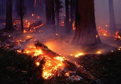 a forest filled with lots of trees covered in fire retardants and flames