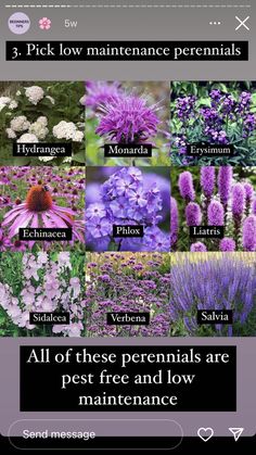 an image of flowers and plants with the words, this plant list here is literally that border