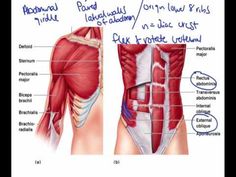 037 Trunk muscles - YouTube Major Muscles, Biology, Trunk