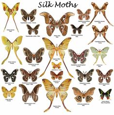 the different kinds of moths are shown in this poster, which shows them all different colors and sizes