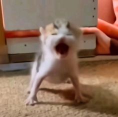 a small white dog standing on its hind legs