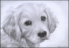 a pencil drawing of a dog's face