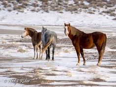 three horses are standing in the snow together