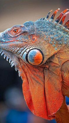 an iguana with orange and blue colors on it's face