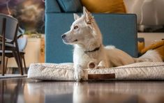 a white dog laying on top of a cushion