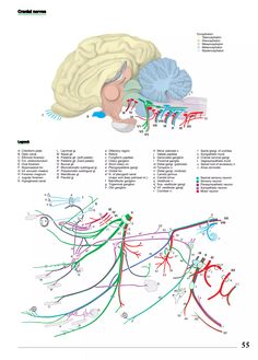 the human brain is shown in this diagram, with different sections labeled on each side