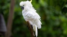 a white parrot sitting on top of a tree branch