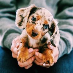 a person holding a small puppy with blue eyes and brown fur on it's face