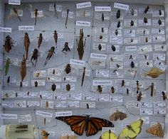 an insect display with many different types of bugs