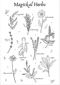 the magick herbs coloring page is shown in black and white, with an illustration of various