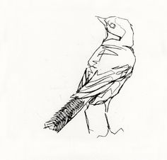 a black and white drawing of a bird