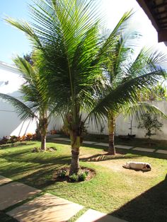 a palm tree sitting in the middle of a yard