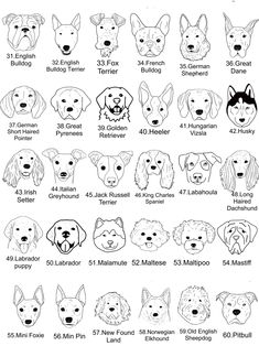 an illustrated guide to the different breeds of dogs