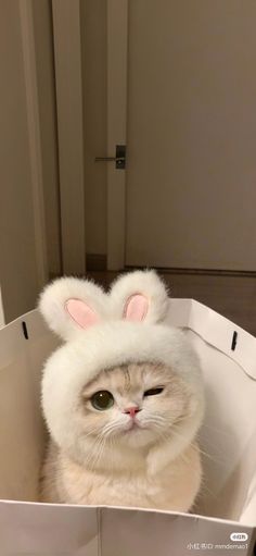 a white cat with bunny ears sitting in a box