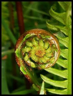 a close up view of a green plant with brown spots on it's petals