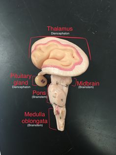 an image of the anatomy of a human head