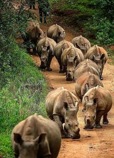 a herd of rhinos walking down a dirt road with trees in the back ground