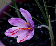 a purple flower with red stamens in a pot