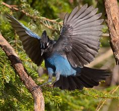 a blue and black bird sitting on top of a tree branch with its wings spread