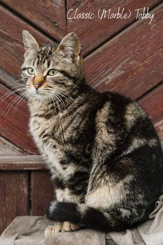 A beautiful tabby cat showcasing the unique patterns and characteristics of tabby cats and kittens. Cutest Kittens, Adorable Kittens