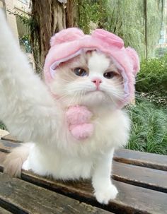 a white cat wearing a pink hat and scarf on top of a wooden bench next to a tree