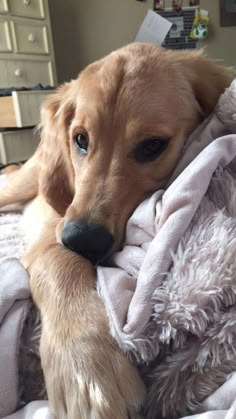 a brown dog laying on top of a bed under a blanket