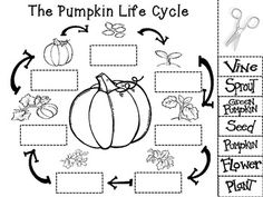 the pumpkin life cycle worksheet for kids to learn how to cut and color