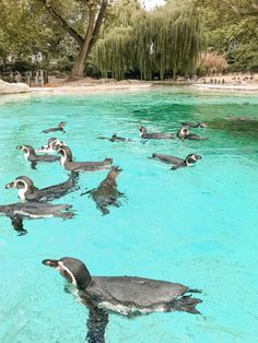 many penguins swimming in the water near trees