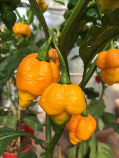 several orange peppers growing on a plant in a greenhouse