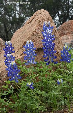 some very pretty blue flowers by some big rocks