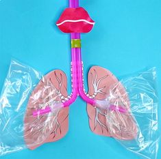 a plastic model of the human lungs on a blue background