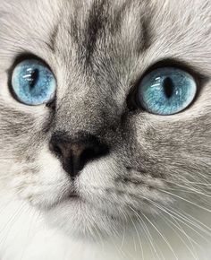 a close up of a cat with blue eyes