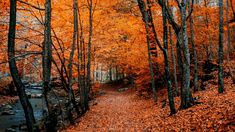 a path in the woods with lots of trees and leaves all around it that are turning orange