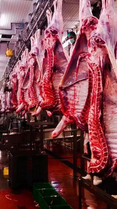 several pieces of meat hanging from the ceiling in a room with red flooring and green bins