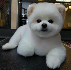 a small white dog sitting on top of a table