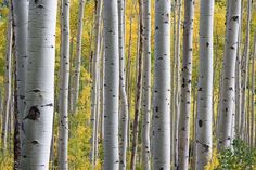 Aspen Birch Trees Wall Mural-Wall Mural-Eazywallz Betula Pendula, White Birch Trees, Tree Wall Murals, Birch Forest, Photo Mural, Custom Wall Murals, Tree Images, Stock Wallpaper, Aspen Trees