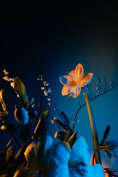 blue and yellow flowers in a vase on a dark background with light coming from the top