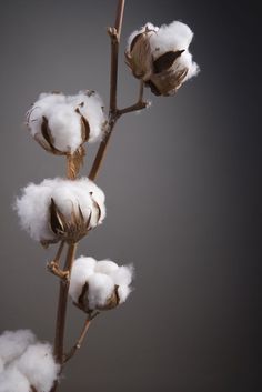 cotton plant with white flowers in front of grey background