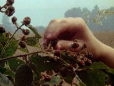 a hand picking berries from a bush on a foggy day