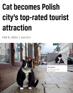 a black and white cat is sitting on the sidewalk