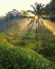 the sun shines through the trees and grass in an area that is surrounded by palm trees