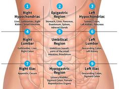 the stomach is labeled with different types of organs