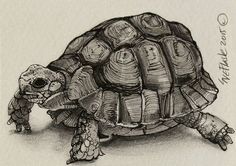 a drawing of a small turtle with its head turned to the side and it's legs crossed