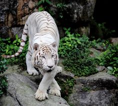 a white tiger standing on top of a rock